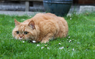 Cat grass flower bluepot surreal - its mouth free wallpaper