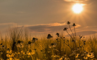 Flower field sunset clouds silhouette - backlight free wallpaper