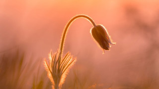 Flower stem grass sunset sky - the sun free wallpaper