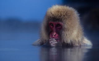 Monkey longcoat swimming openmouth tiltshift - a monkey with free wallpaper