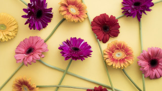 Flowers table center daisy camellia - a table together free wallpaper