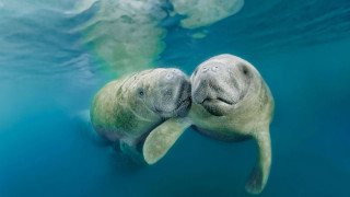 Manants swimming water noses fish - the water surface free wallpaper