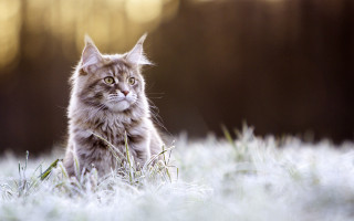 Cat grass yellow eyes renaissance - bourgeoi free wallpaper