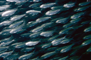 Fish swimming together water bunch - bubble of water free wallpaper
