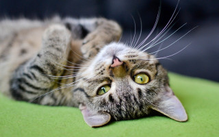 Black cat green surface wide - brenda chamberlain free wallpaper