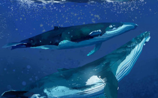 Humpback whales ocean bubbles fish - a fish swimming free wallpaper