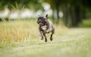 Small dog running frisbee open - a small dog free wallpaper