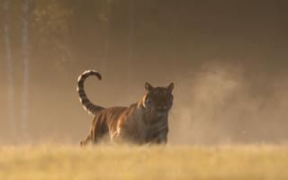 Tiger running grass trees dust - a tiger free wallpaper
