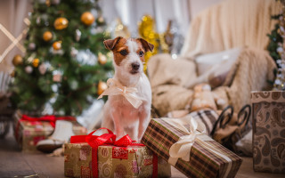 Dog christmas tree presents reindeer - a christmas tree in the background free wallpaper