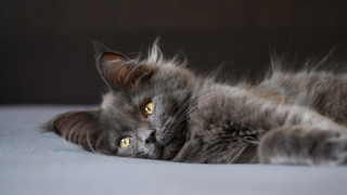 Black cat yellow eyes bed 6 - vanita free wallpaper