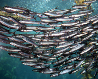 Large group fish swimming ocean 8 - free nature wallpaper