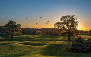 Dawn sunset tree birds nature - art free wallpaper for desktop