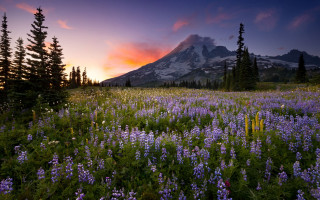 Wildflowers mountain sunset pink clouds - bob thompson free wallpaper