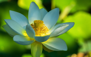 Blue lotus yellow center pond - macro photography free wallpaper for desktop