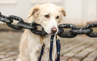 Dog leash brickwalkway bootssolostanding elkevogelsang - a chain free wallpaper