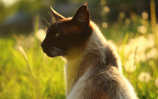Cat grass dandelion blurry nature - a portrait free wallpaper