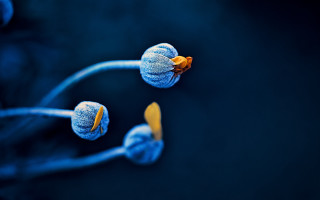 Blue flower yellow tips macro - the center of the picture free wallpaper