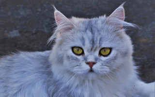 White cat yellow eyes sitting - symmetrical eye free wallpaper