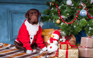 Dog santa costume christmas tree - a snowman free wallpaper