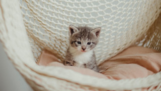 Small kitten hammock bed pink - a hammock free wallpaper