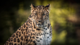 Leopard closeup blurry background animal 2 - a close up of a leopard free wallpaper