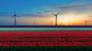Red tulips windmills sunset landscape - red tulip free wallpaper