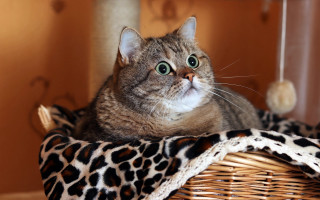 Cat basket blanket ball furry - a basket free wallpaper