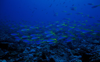 Fish coral reef ocean blue 4 - a large group of fish swimming over a coral reef in the ocean free wallpaper