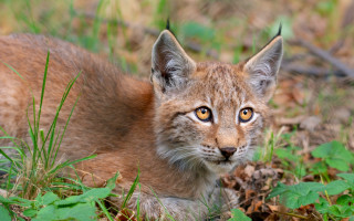 Kitten grass curious nature animals - a small kitten free wallpaper