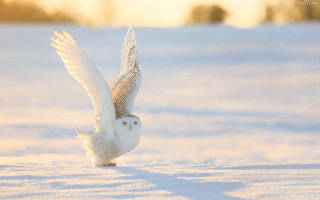 Snowy owl flying over snow - ground free wallpaper