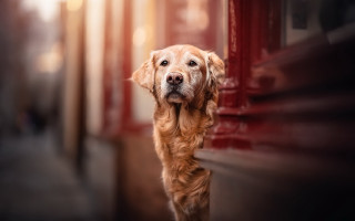 Dog sad looking camera outside - outside free wallpaper