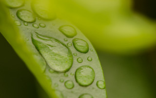 Green leaf water drops macro 16 - leaves surface free wallpaper