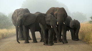 Elephants wildlife dirtroad tallgrass trees - a herd of elephants free wallpaper