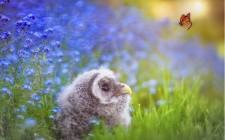 Small bird blue flowers butterflies - a small bird free wallpaper
