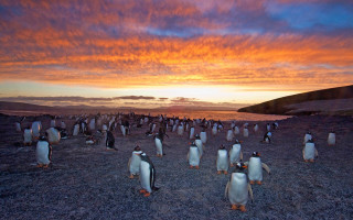 Penguins sunset field pink sky - a group of penguins free wallpaper