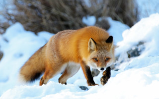 Fox snow woods walking primitivism - primitivism free wallpaper