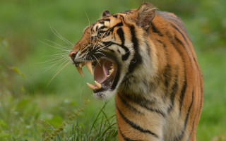 Tiger open mouth sharp claws - mouth wide open free wallpaper