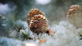 Pinecone pinebranch needles tiltshift fireworks - tip free wallpaper