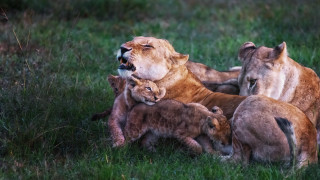 Lions playing in grass day - the grass together free wallpaper