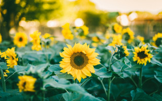 Sunflower field sunny day blurry - in the background and trees free wallpaper