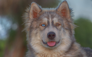 Dog blue eyes brown fur - symmetrical eye free wallpaper
