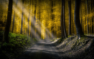 Woodland path light trail trees - the top of the trees free wallpaper