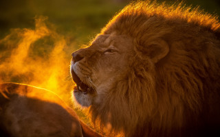 Lion roaring watching fire embers - him free wallpaper for desktop