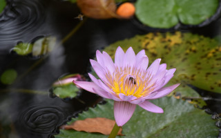 Purple flower bee water lilies - nature photography free wallpaper