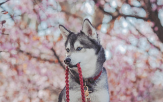 Husky red leash cherry blossoms - husky free wallpaper