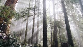 Forest sunbeams ruins longhair nature - the middle of a forest free wallpaper
