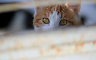 White cat curtain wide eyed - the cat free wallpaper