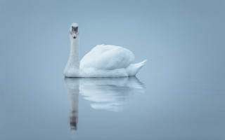 White swan reflection minimalism pale - its reflection free wallpaper