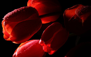 Red black flower water droplets 2 - petal and petals free wallpaper