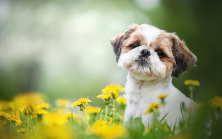Shiba inu dog in flower - a small dog free wallpaper